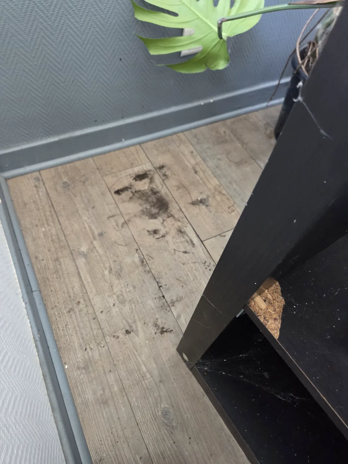 Sol de bureau très taché avant le nettoyage LBA